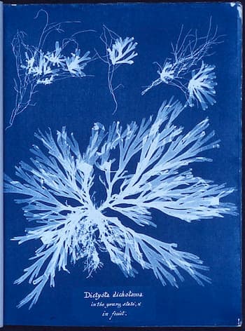 Anna Atkins cianotipia dia mundial 1 1
