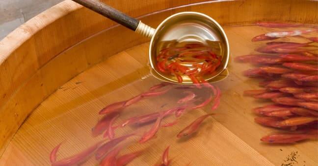 Os peixes em resina de Riusuke Fukahori